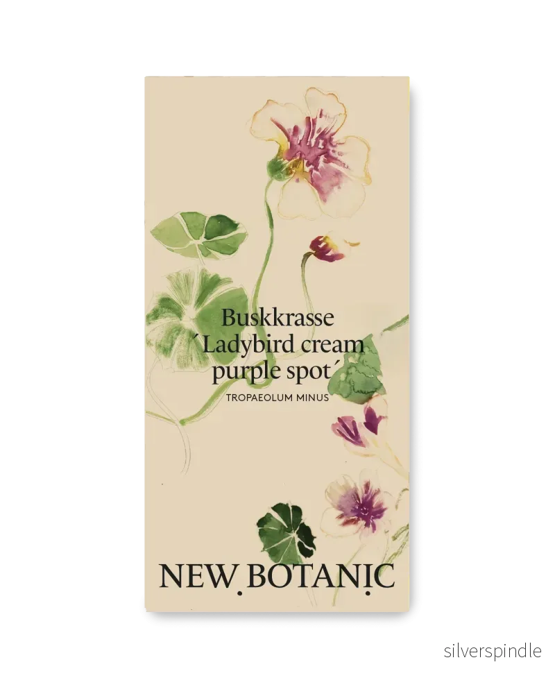 Buskkrasse ´Ladybird cream purple spot – Nyhet! Buskkrasse ´Ladybird cream purple spot – Nyhet!
