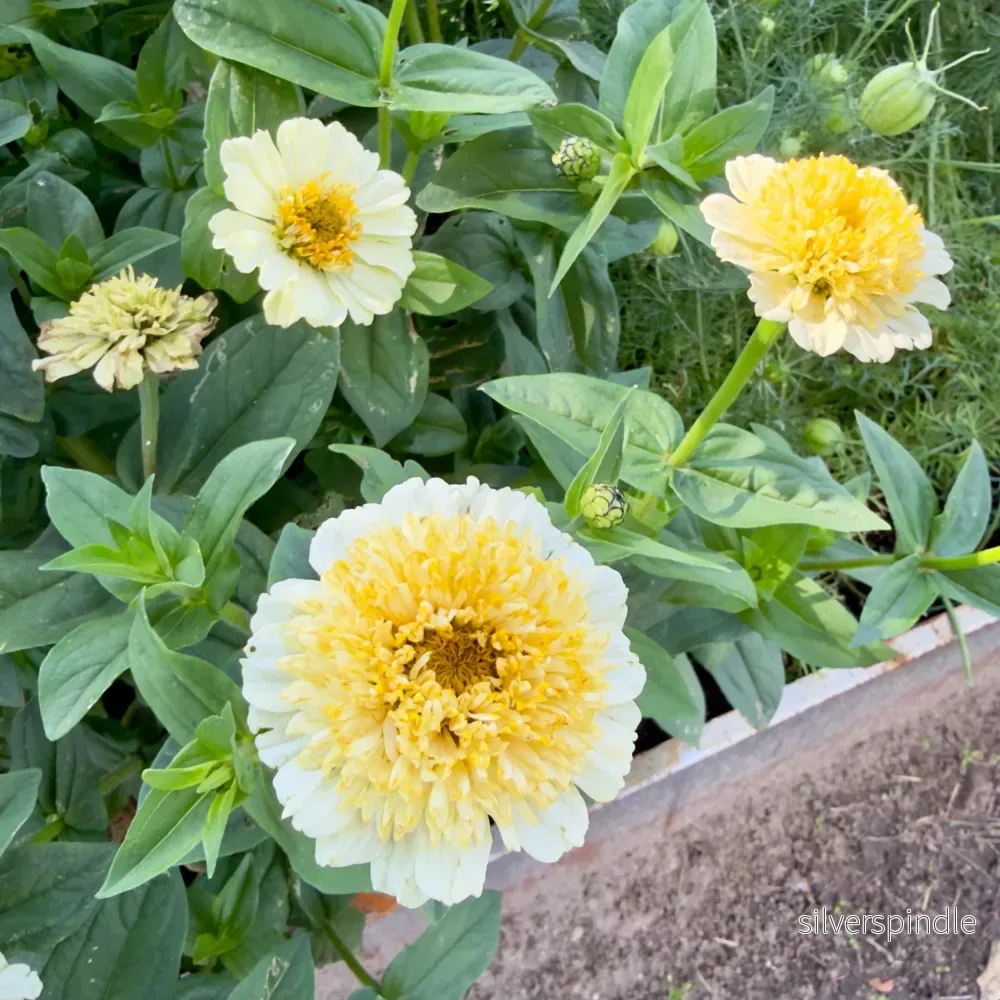 Zinnia ‘Cresto! Cream’ - Bild 3