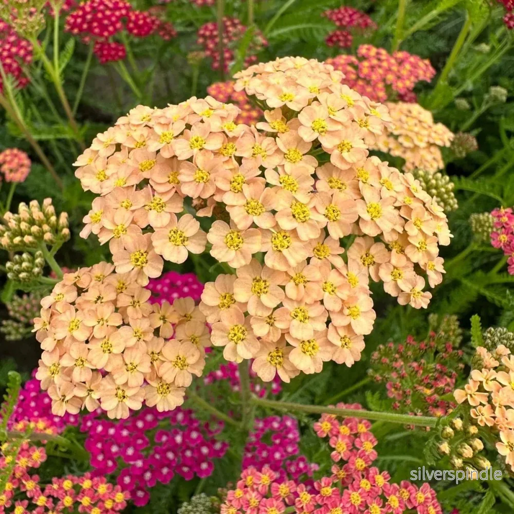 Röllika ‘Flowerburst Fruitbowl’ - Bild 2