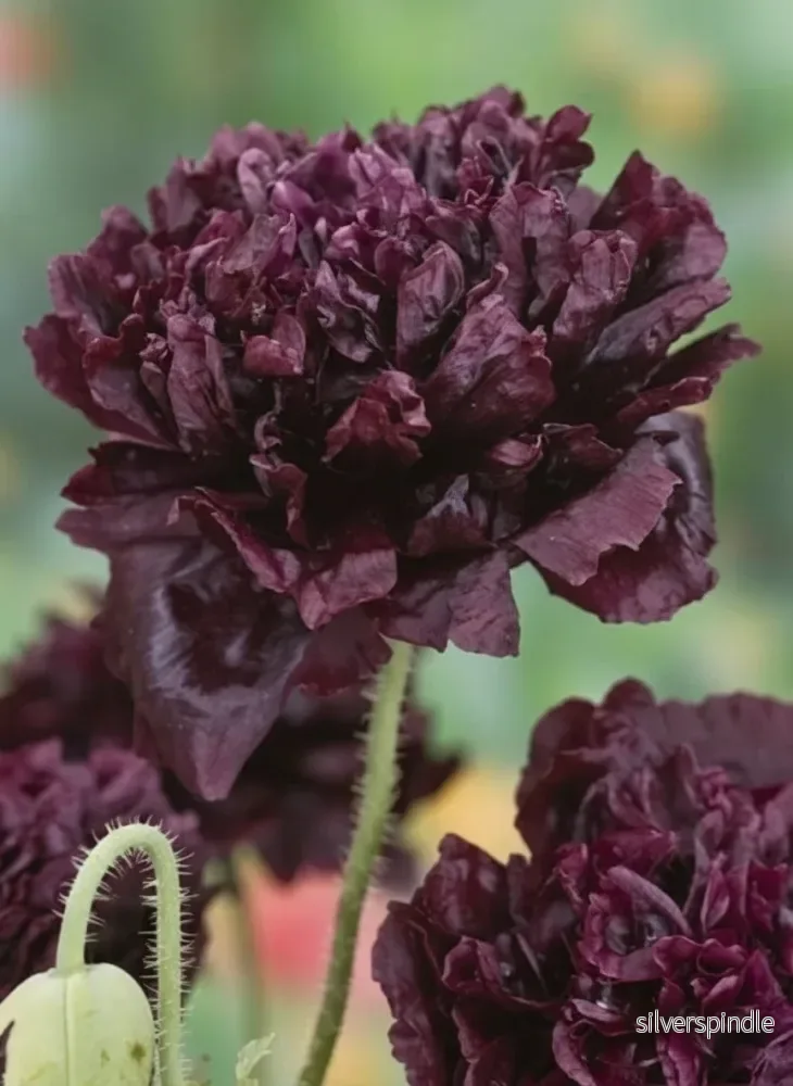Pionvallmo ‘Black Peony’ Pionvallmo ‘Black Peony’