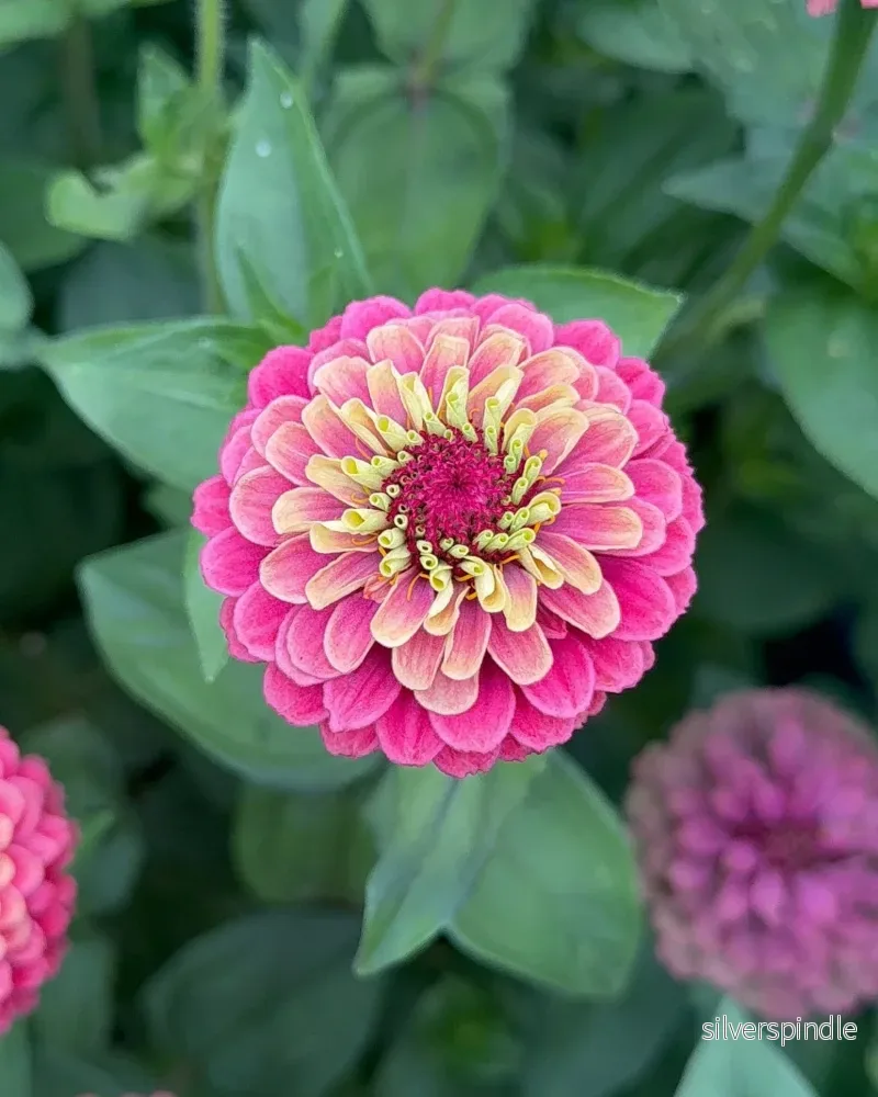 Zinnia ‘Queeny Red Lime’