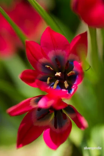 Tulpan 'Little Beauty ' - Bild 3