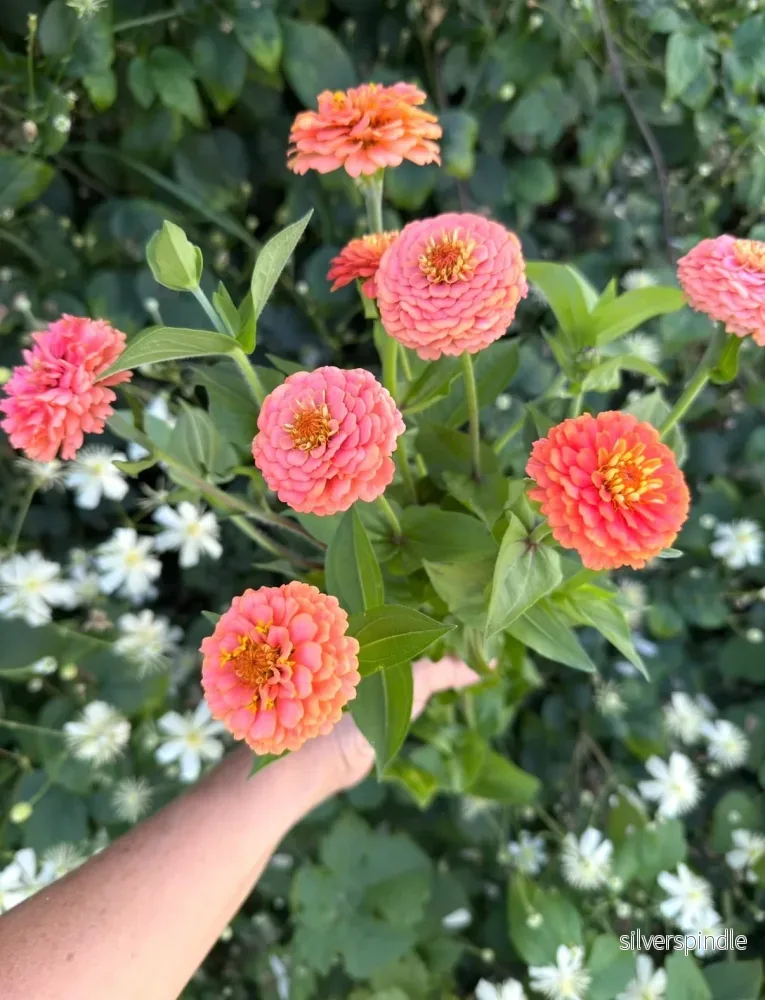 Zinnia ‘Oklahoma Salmon’