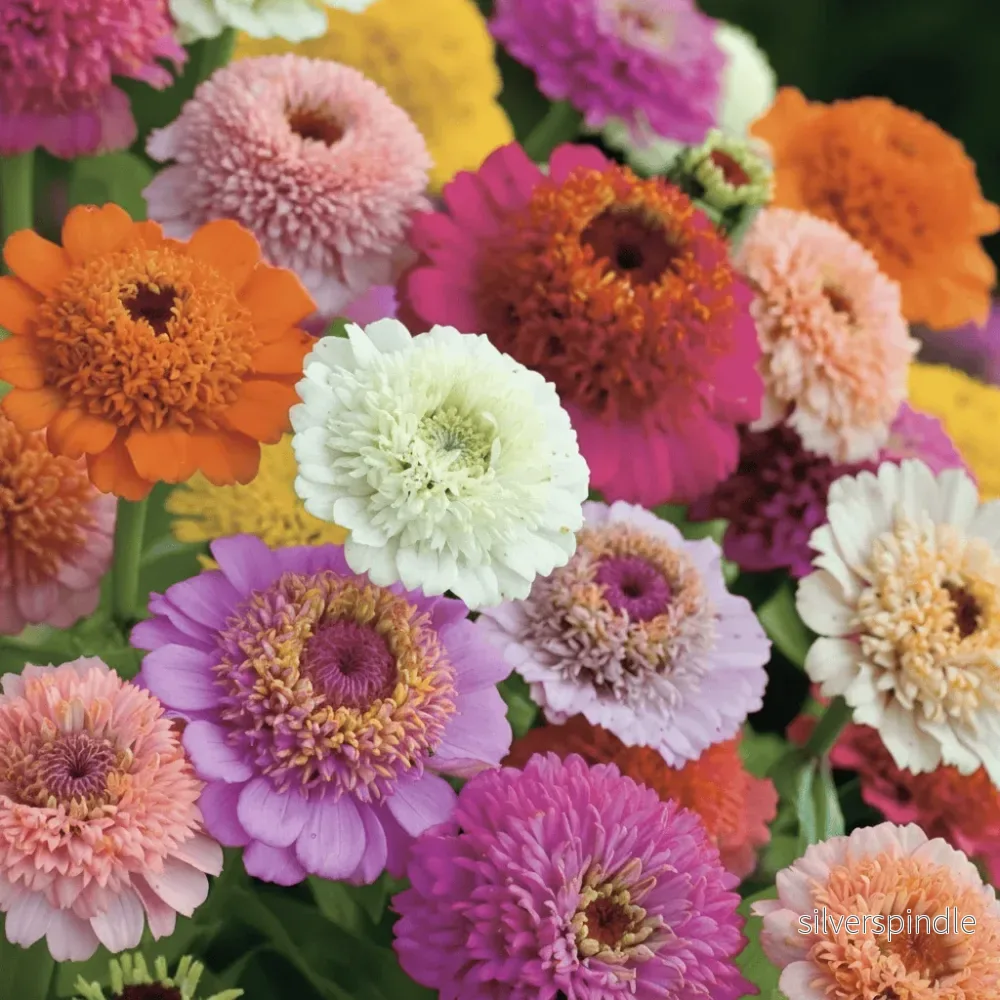 Zinnia ‘Zinderella Mix’ Zinnia ‘Zinderella Mix’