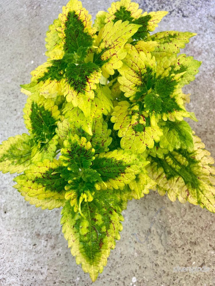 Palettblad ‘Yellow Prince’ Palettblad ‘Yellow Prince’