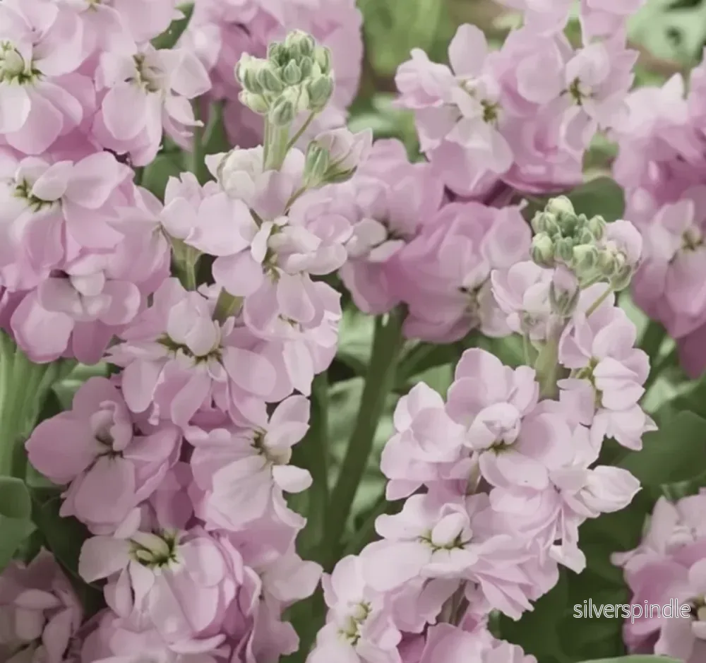 Lövkoja ‘Mammouth Excelsior Sweetheart Pink’ Lövkoja ‘Mammouth Excelsior Sweetheart Pink’