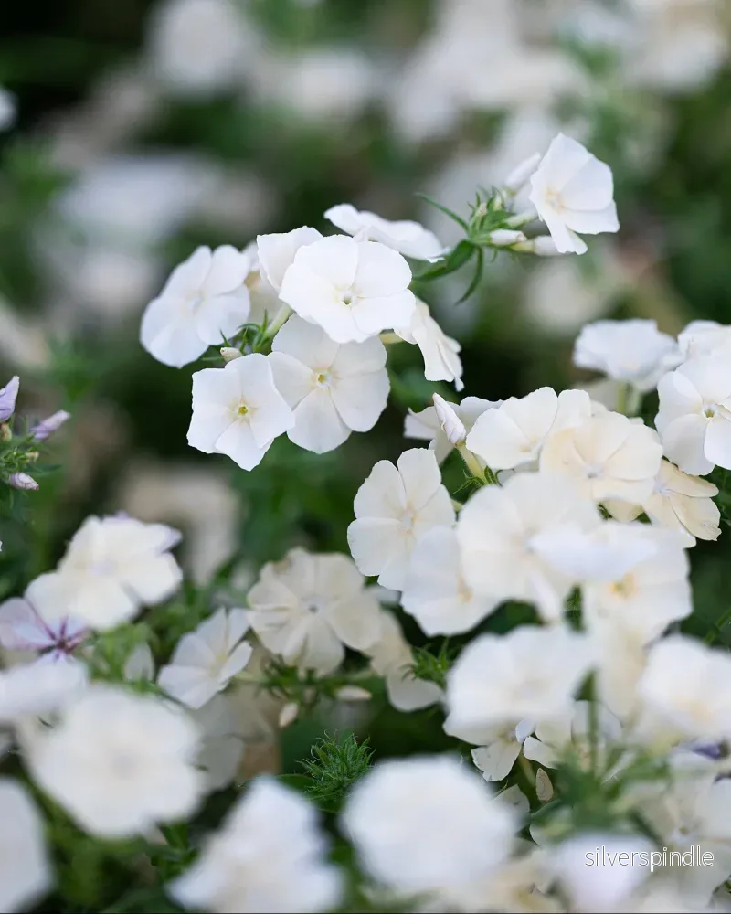 Sommarflox ´Isabellina´ - Bild 3