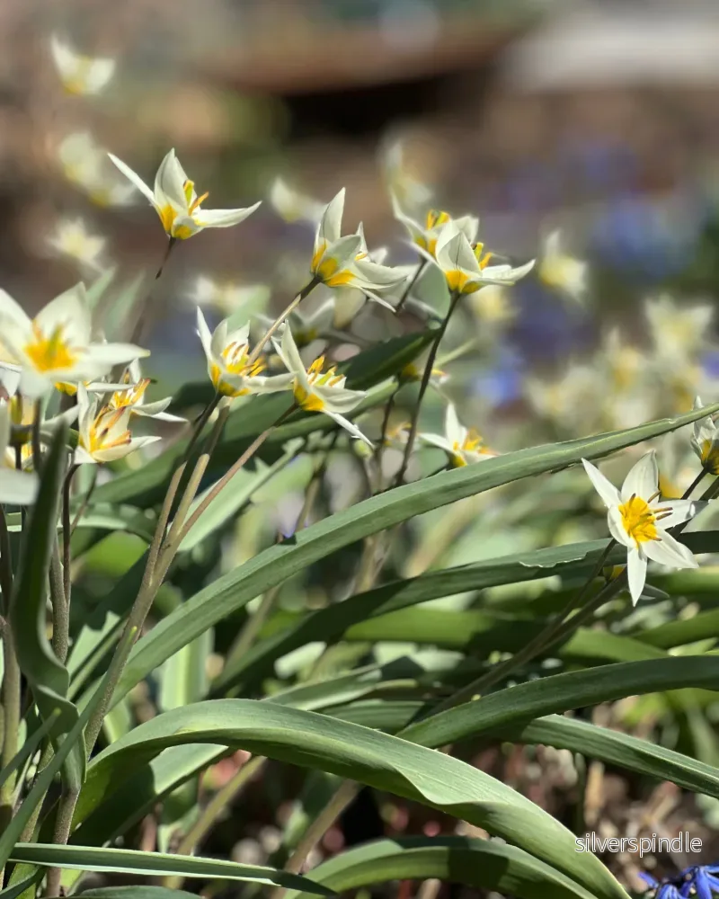Botanisk tulpan 'Turkestanica' - Bild 3