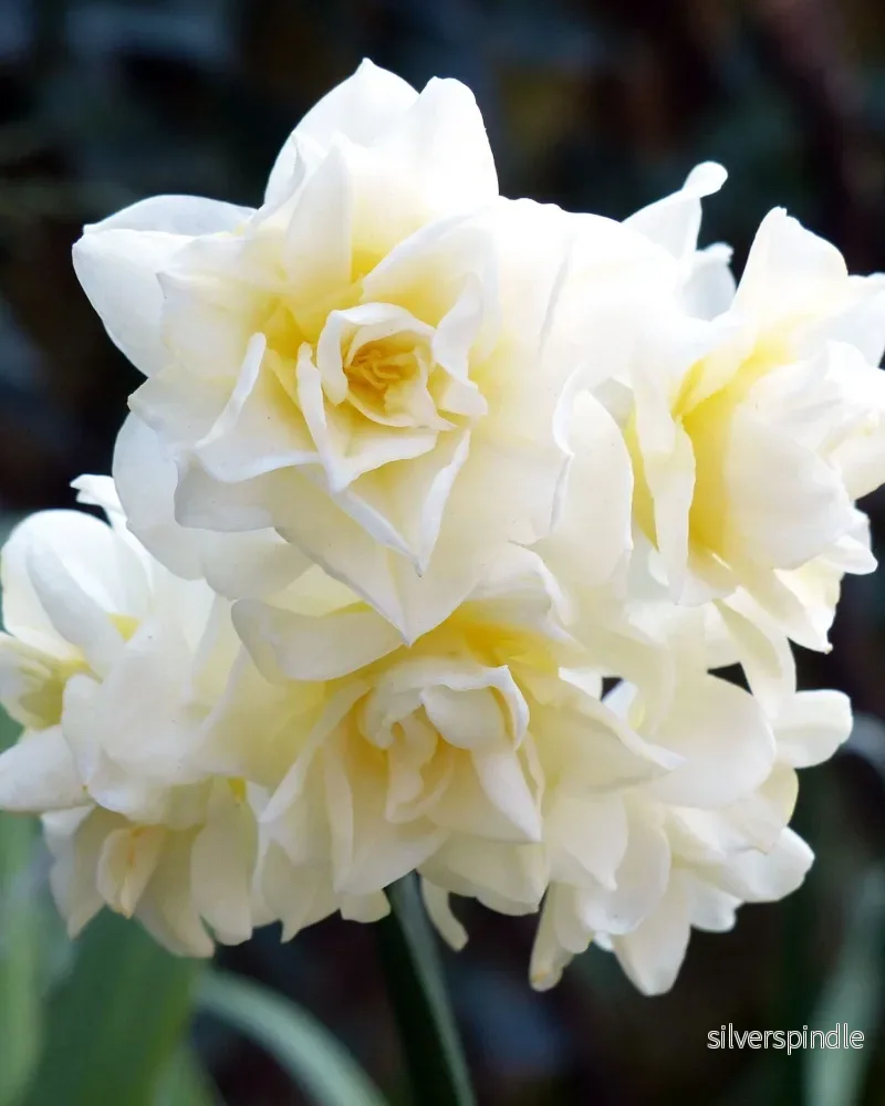 Narciss 'Erchlicheer'