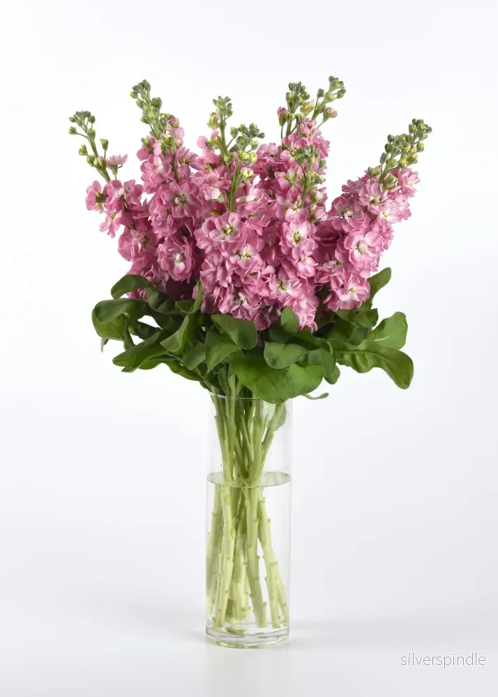 Lövkoja ‘Antique Rose’ - Bild 3