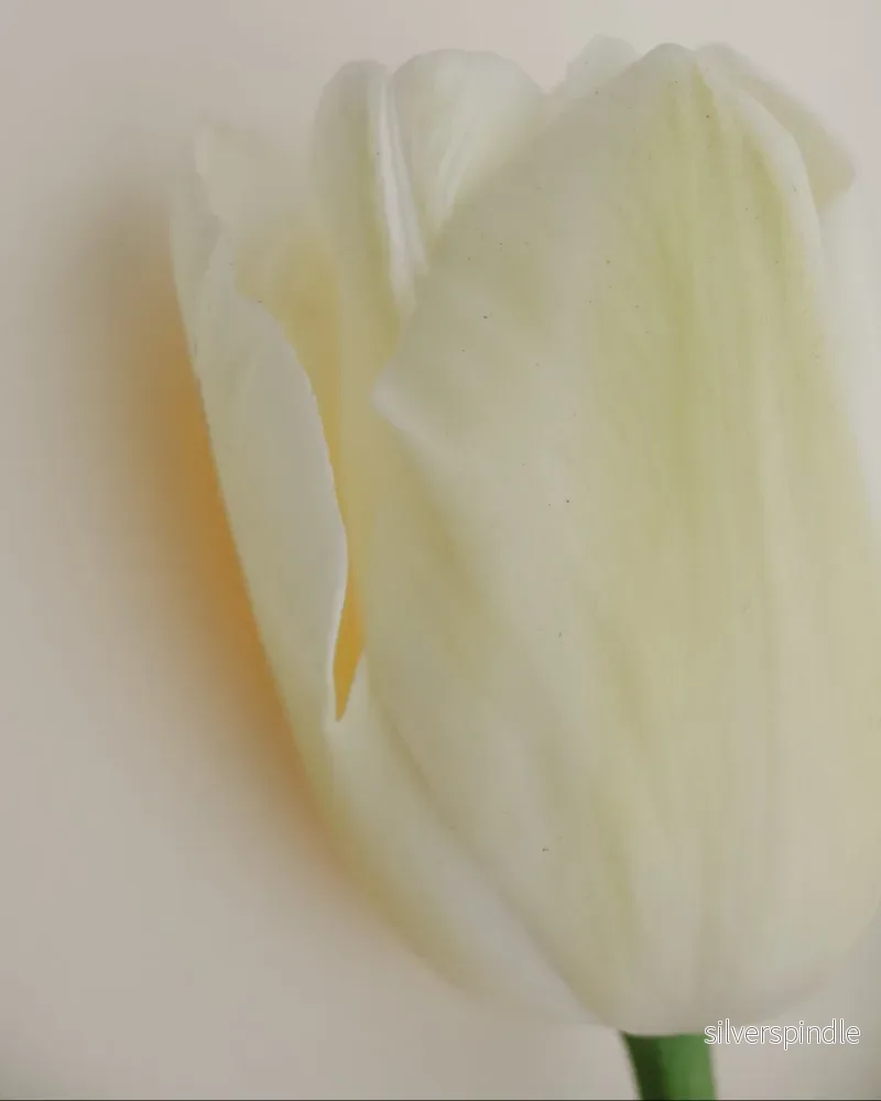 Tulpan ’Spring Green’