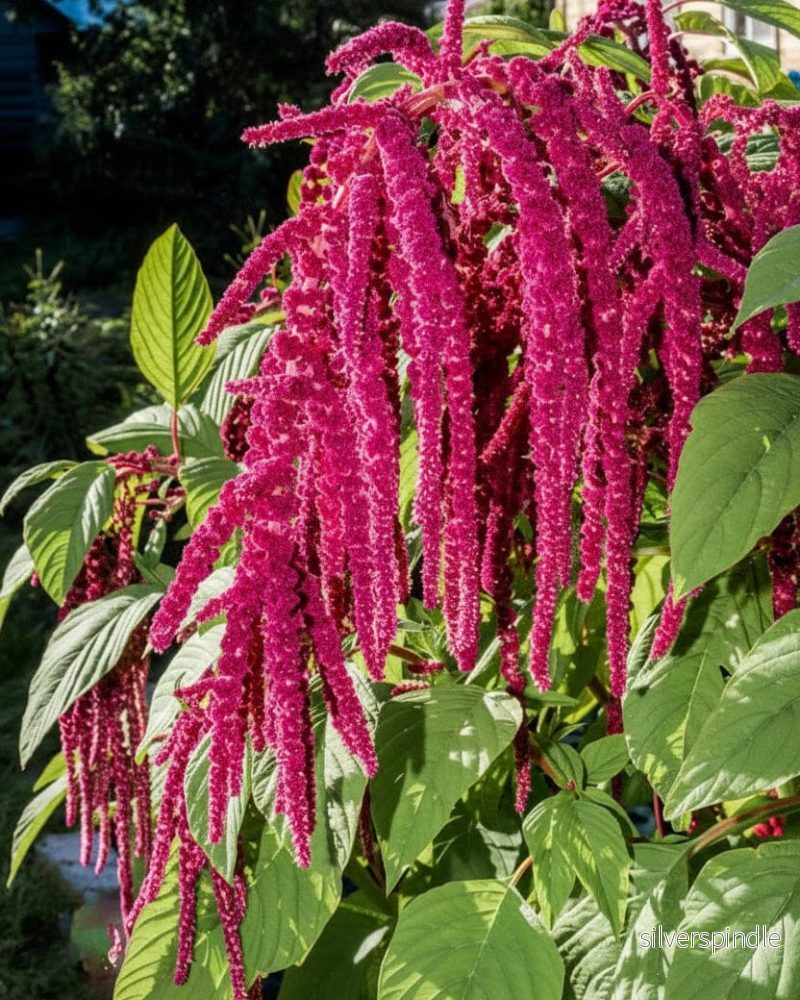 Rävsvans ‘Love Lies Bleeding’ Rävsvans ‘Love Lies Bleeding’