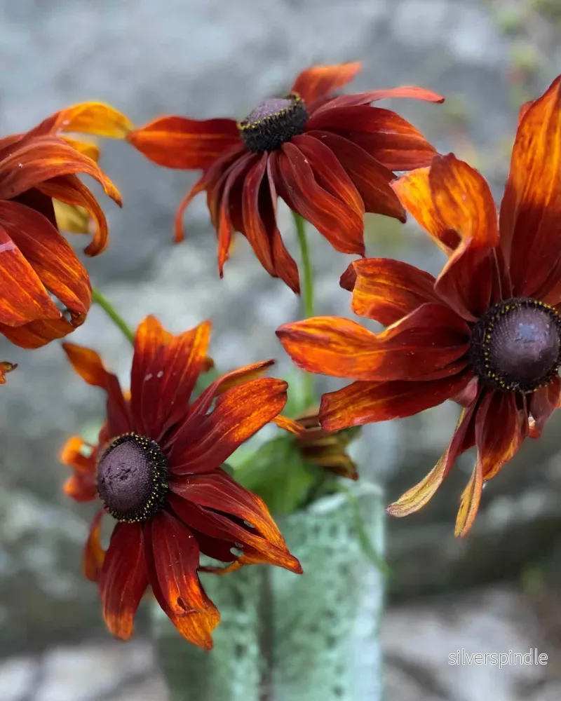 Sommarrudbeckia 'Cappuccino' - Bild 2