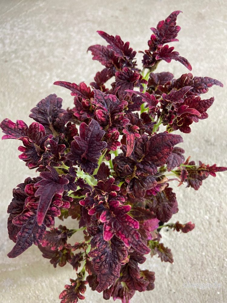 Palettblad ‘Victorian Ruffles’ Palettblad ‘Victorian Ruffles’