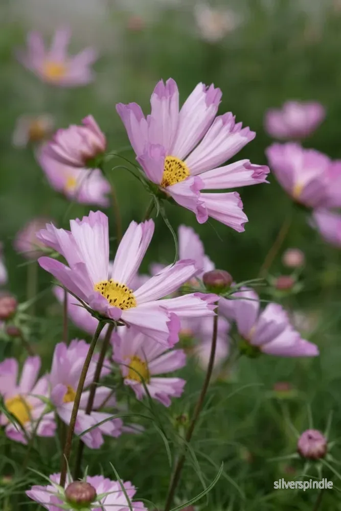 Rosenskära ‘Pinwheel Pink’ - Bild 2