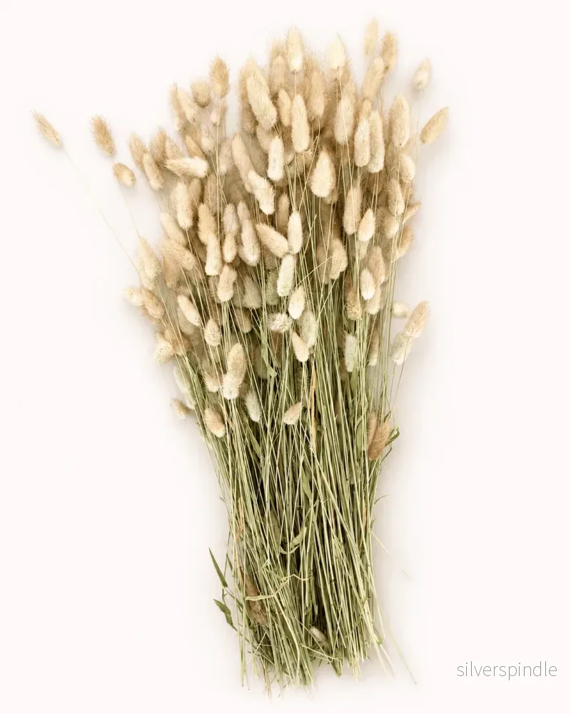 Torkad lagurus