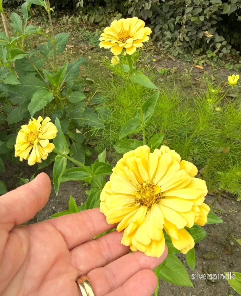 Zinnia ‘Isabellina’ - Bild 2