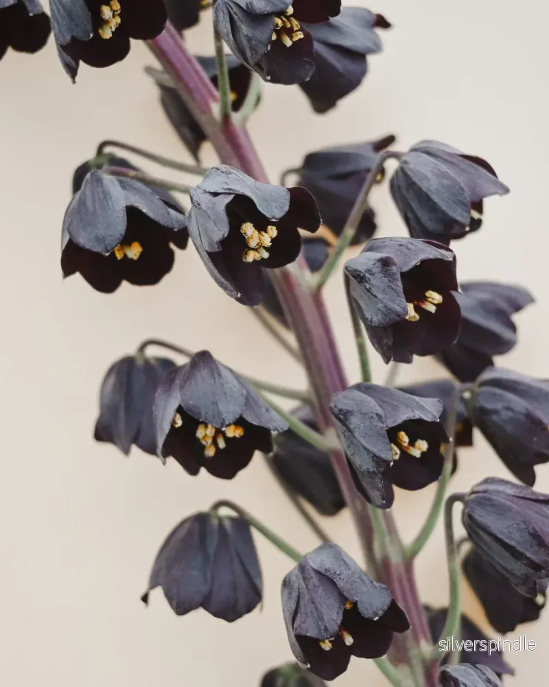 Klocklilja ’Persica’