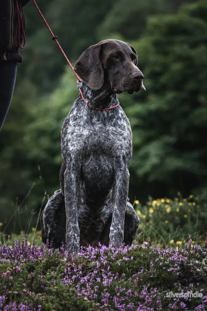 Retrieverkoppel - Field Trial Pro - Bild 2