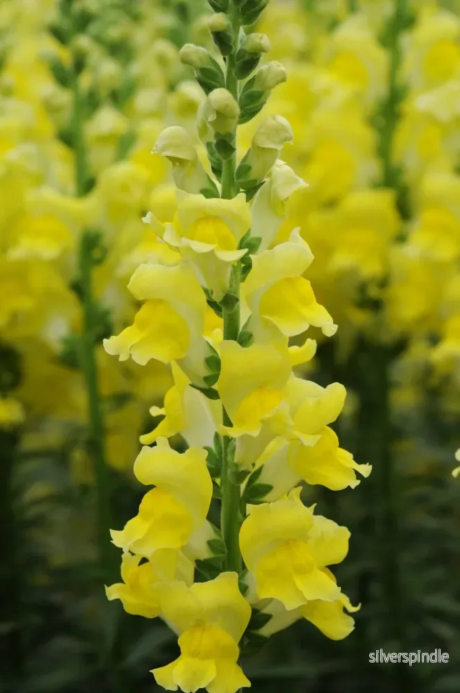 Lejongap ‘Potomac Yellow’ F1 Lejongap ‘Potomac Yellow’ F1