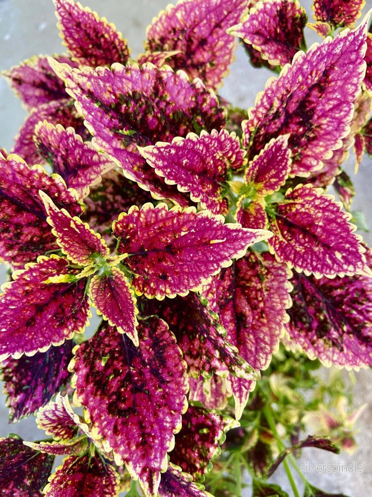 Palettblad ‘Pink Dream’ Palettblad ‘Pink Dream’