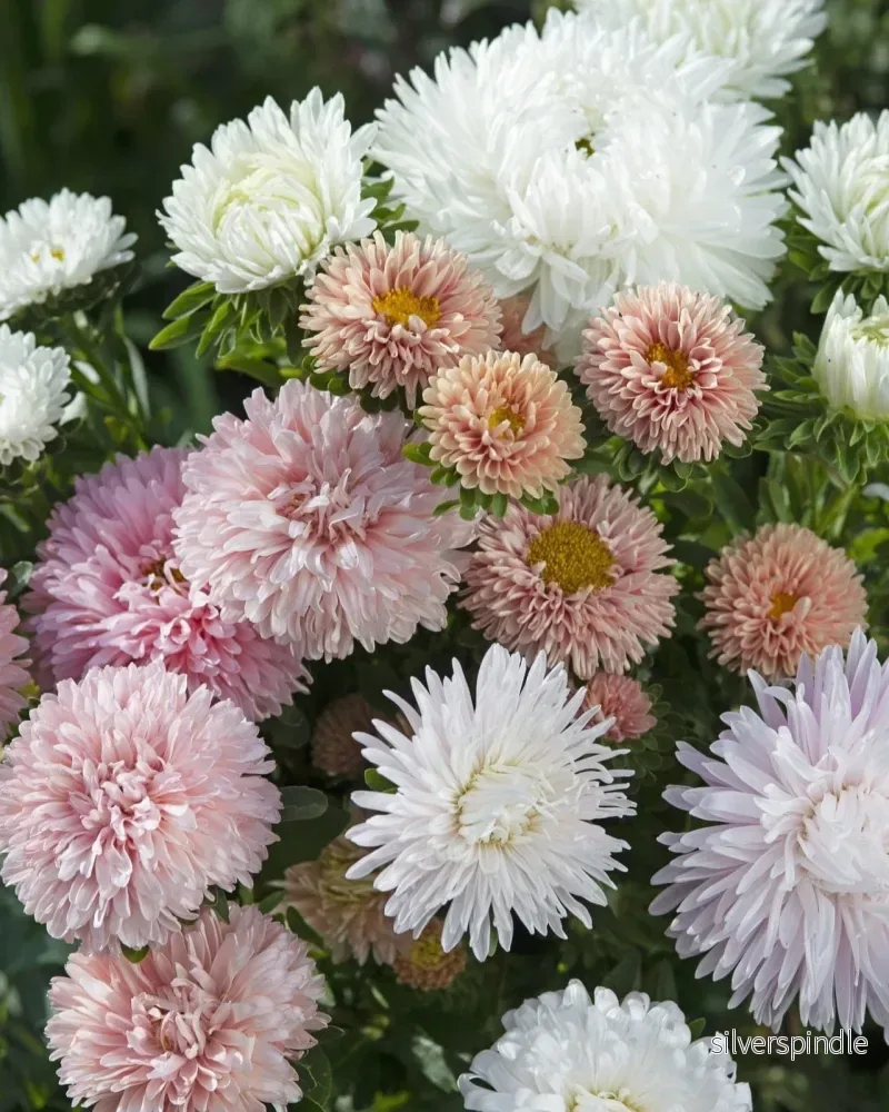 Sommaraster ‘The Roses Mixture’