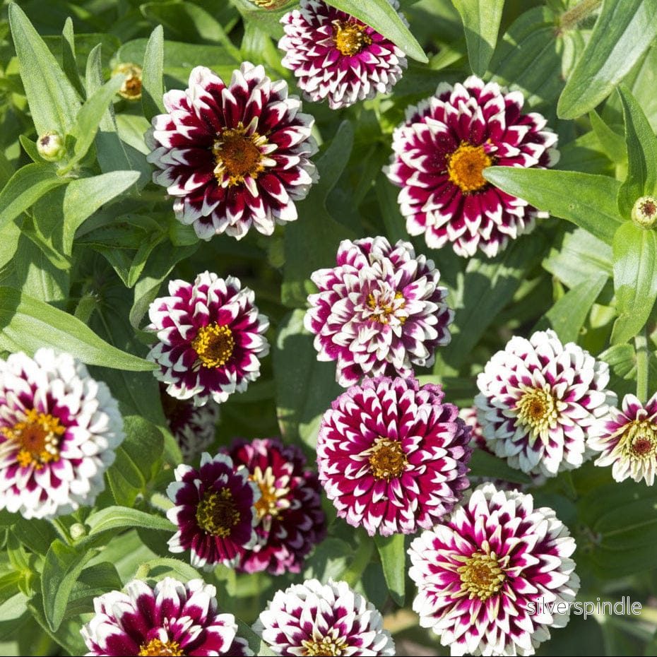Zinnia ‘Jazzy Red’ - Bild 2