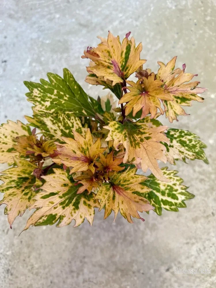 Palettblad ’Fatima’