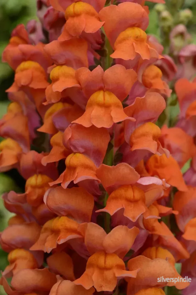 Lejongap ‘Maryland Dark Orange’ F1 Lejongap ‘Maryland Dark Orange’ F1