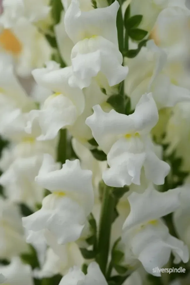 Lejongap ‘Rocket White’ F1 Lejongap ‘Rocket White’ F1