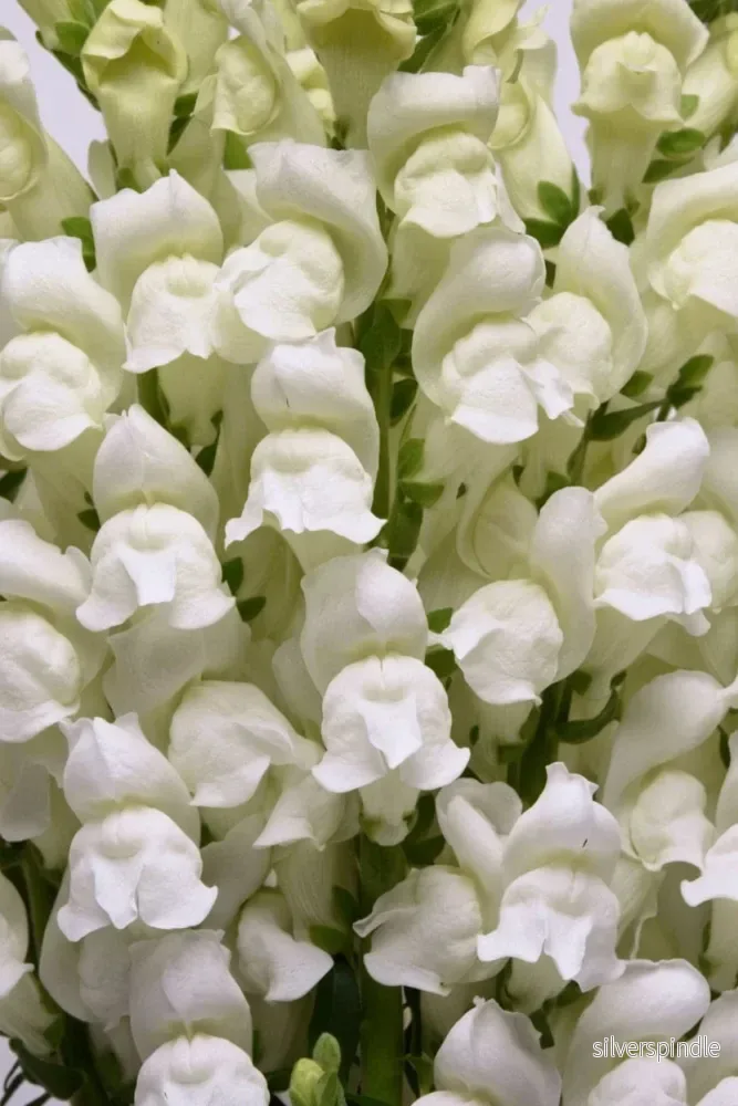 Lejongap ‘Potomac White’ F1 - Bild 2