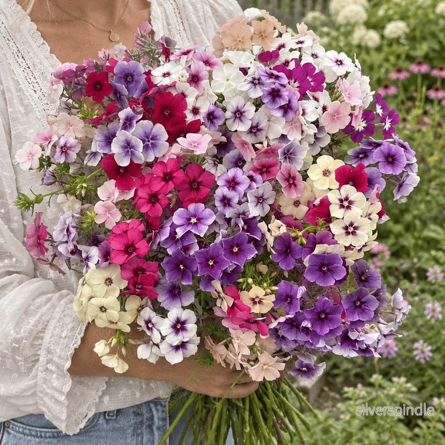 Sommarflox ‘Grandiflora Tapestry Mixture’ Sommarflox ‘Grandiflora Tapestry Mixture’