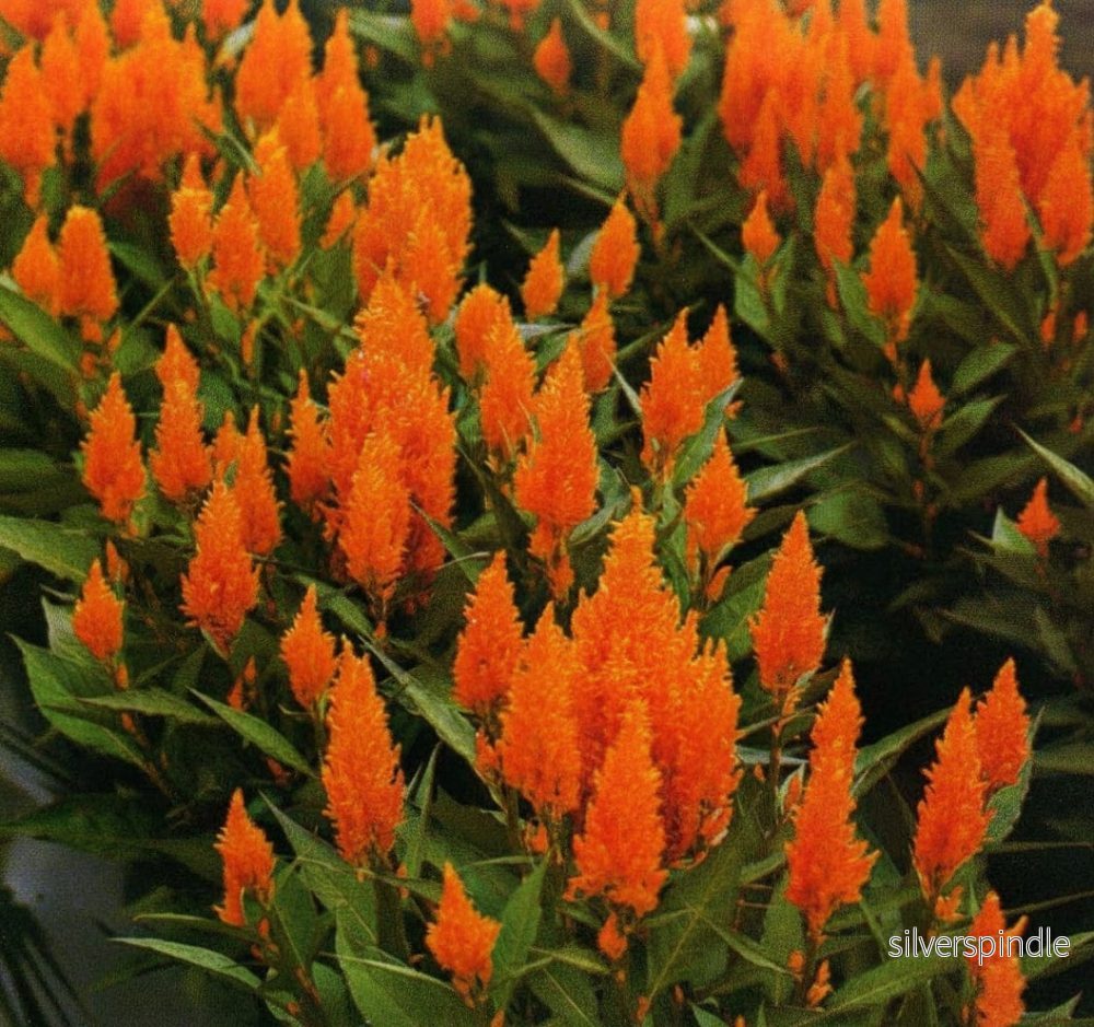 Celosia ‘Apricot Brandy’