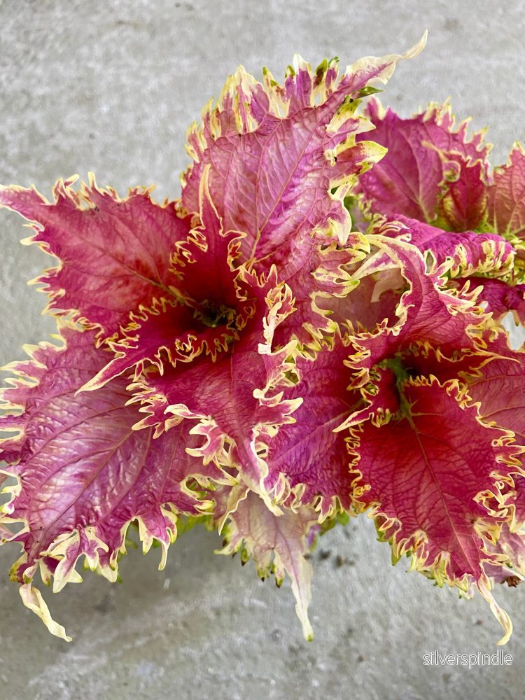 Palettblad ‘Pink Nikolina’ - Bild 2