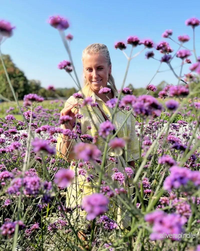 Verbena 'Vanity' - Bild 2