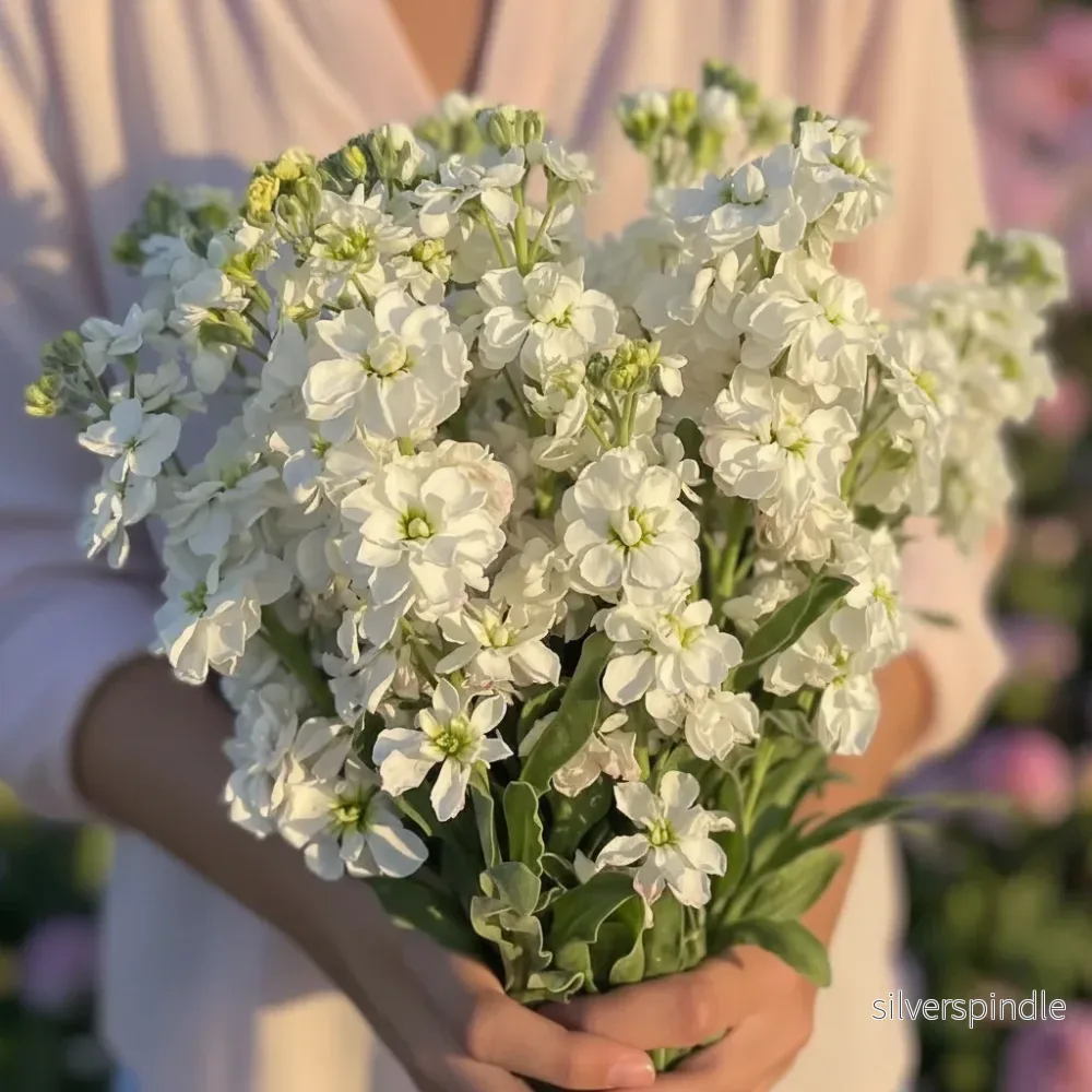 Lövkoja ‘Anytime White’ Lövkoja ‘Anytime White’
