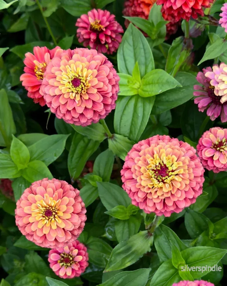 Zinnia ‘Queeny Red Lime’ - Bild 2