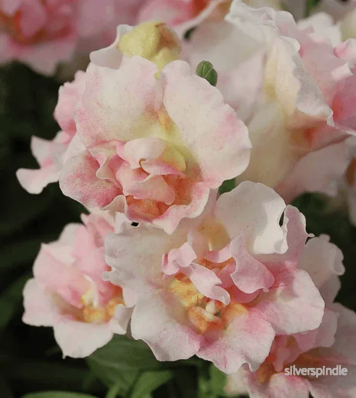 Lejongap ‘Appleblossom’