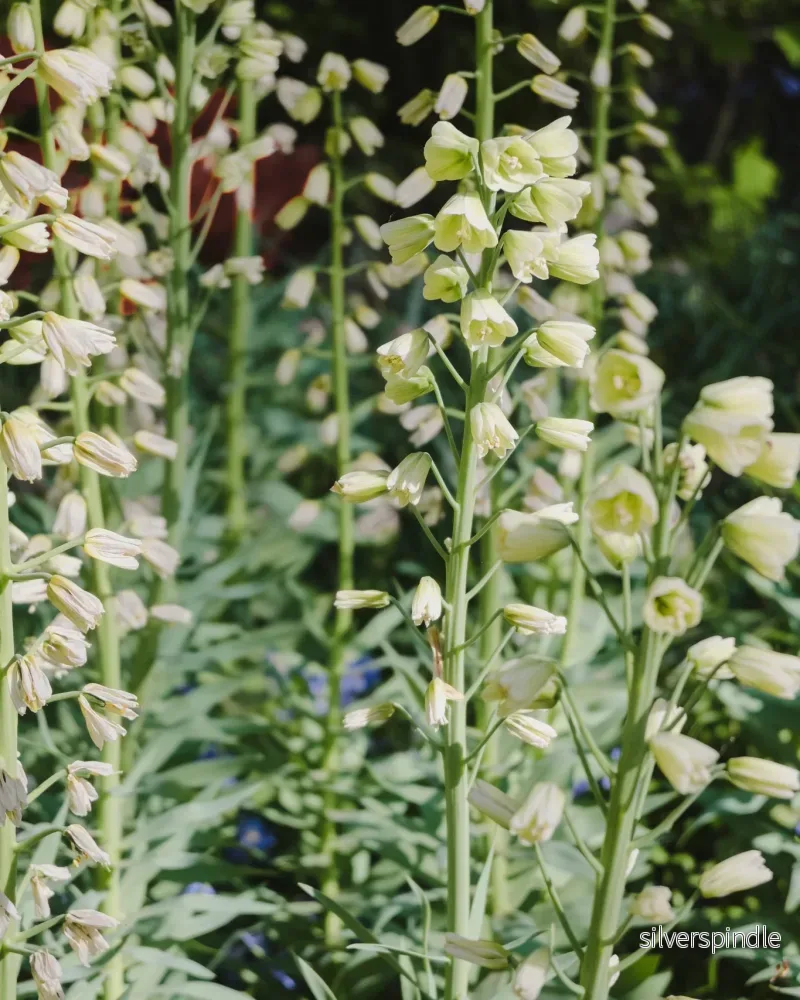 Klocklilja ’Ivory Bells’