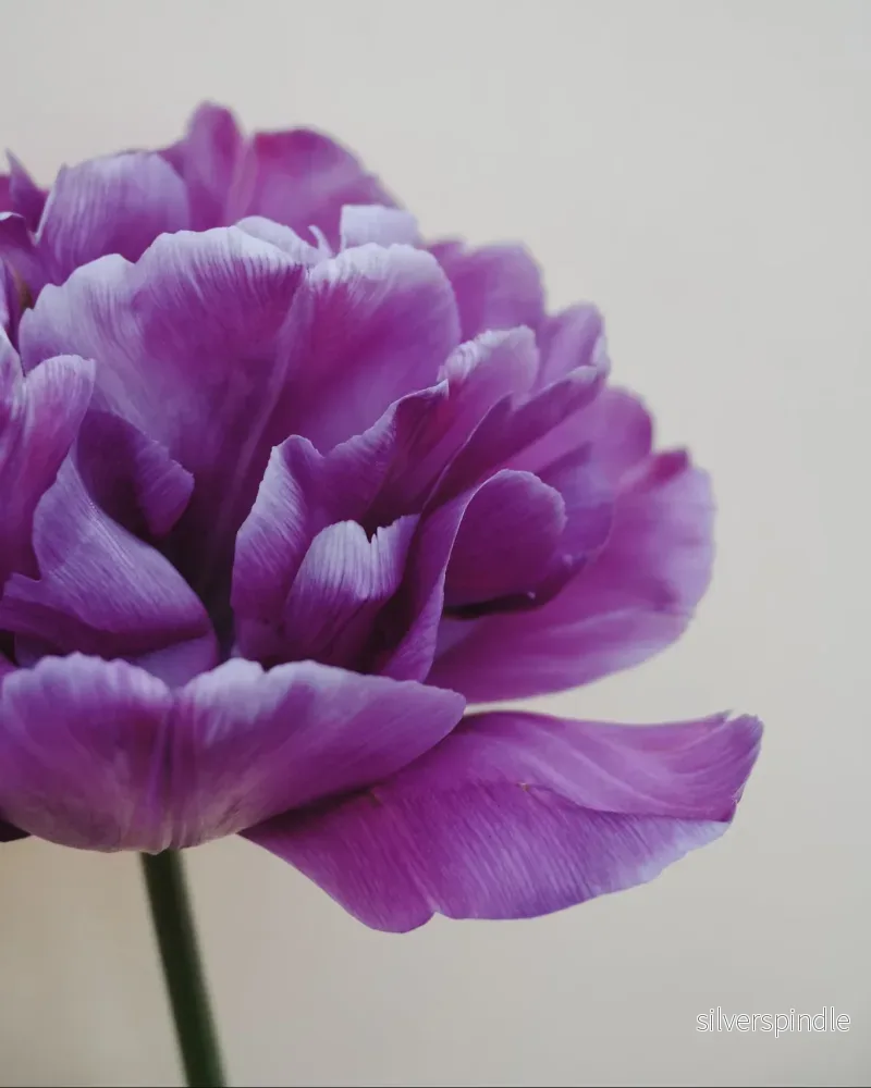 Tulpan 'Blue Diamond