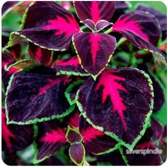 Palettblad ‘Mesmerize Chocolate Rose’