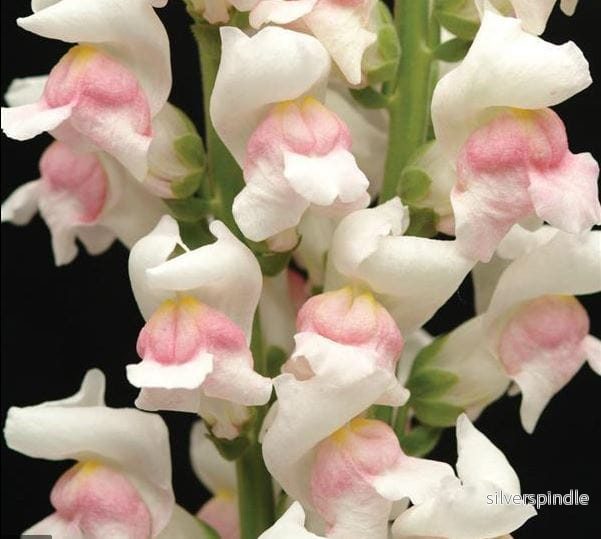 Lejongap ‘Maryland Appleblossom’ F1