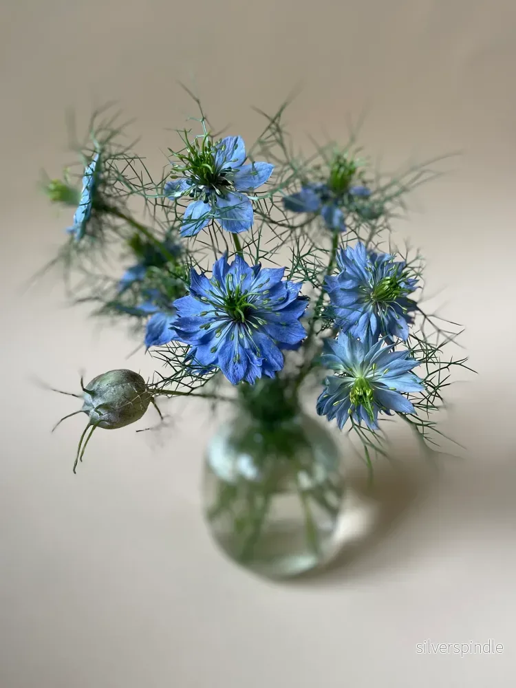 Nigella 'Miss Jekyll Darkblue' - Nyhet! - Bild 2