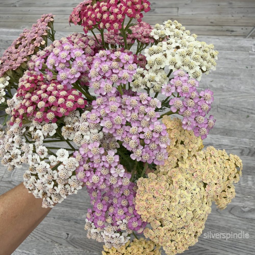 Röllika ‘Summer Pastels Mix’ Röllika ‘Summer Pastels Mix’