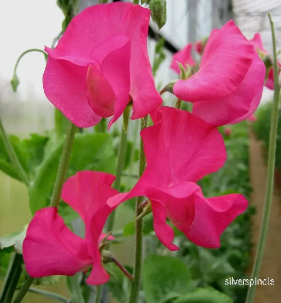 Luktärt ‘Spring Sunshine Cerise’ Luktärt ‘Spring Sunshine Cerise’