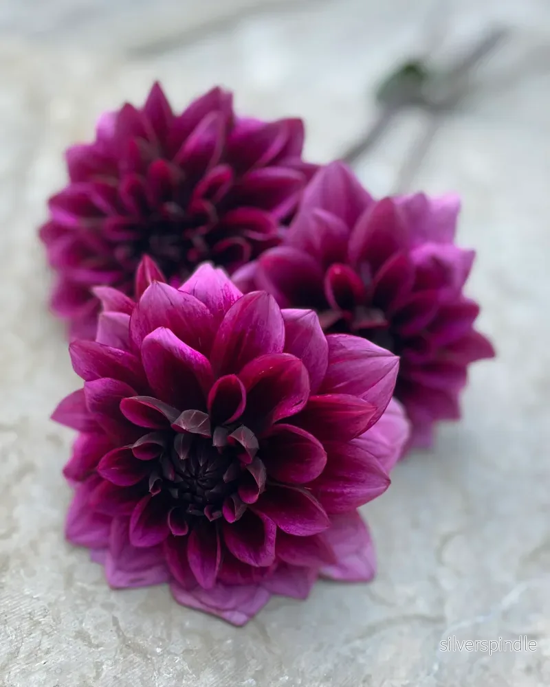 Dahlia ‘Davine Michelle’ Dahlia ‘Davine Michelle’