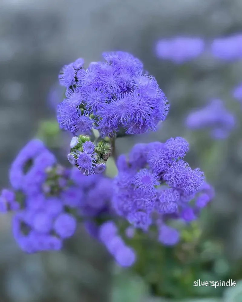 Ageratum 'Blue Horizon' F1 - Nyhet! - Bild 2
