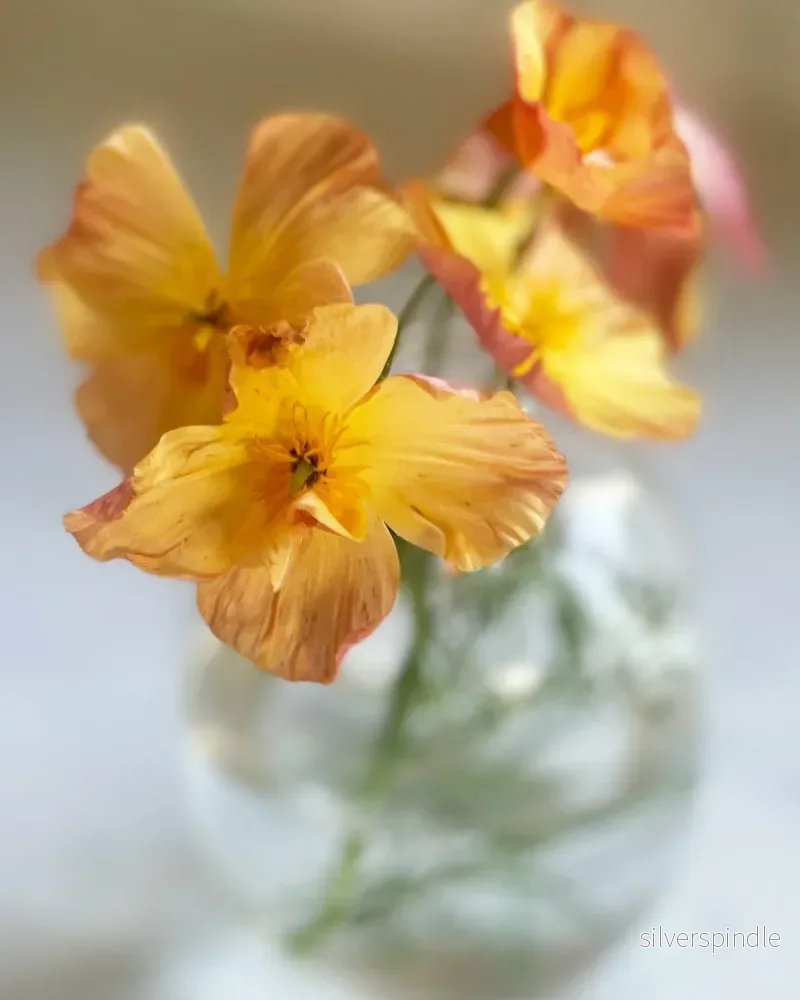 Sömntuta 'Thai Silk Apricot' - Bild 3