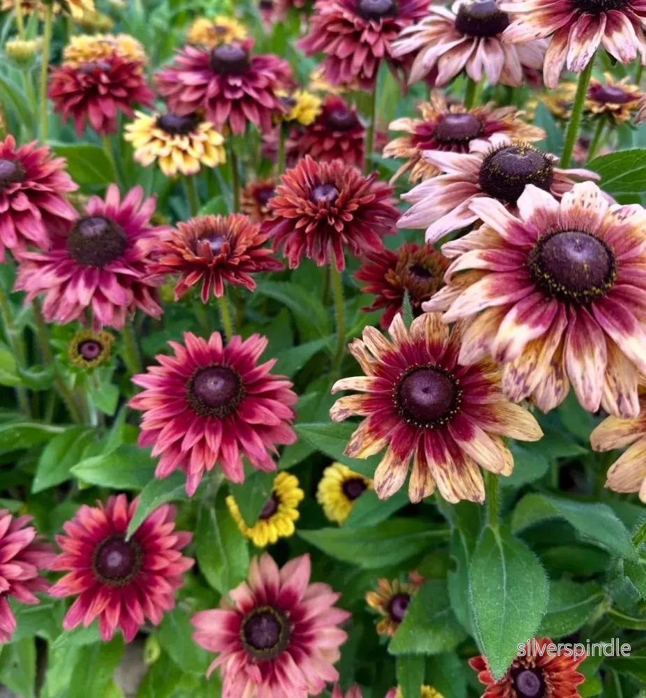 Sommarrudbeckia 'Sahara' - Bild 3