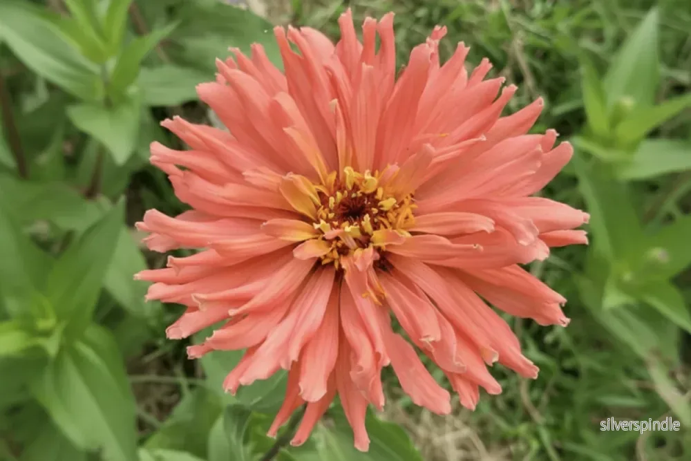 Zinnia ‘Señorita Pink Art’ - Bild 2